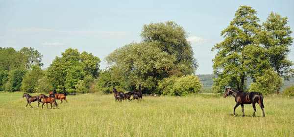 Beate Langels - Trakehner Gestt Hmelschenburg