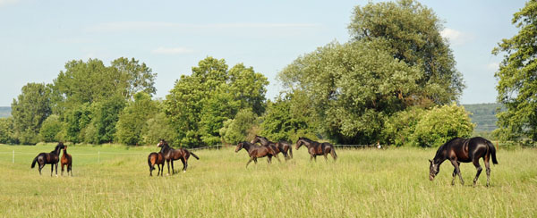 Beate Langels - Trakehner Gestt Hmelschenburg