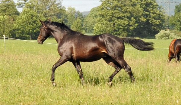 Beate Langels - Trakehner Gestt Hmelschenburg