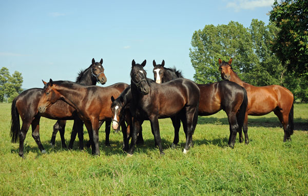 Beate Langels - Trakehner Gestt Hmelschenburg