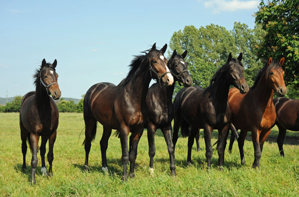 Beate Langels - Trakehner Gestt Hmelschenburg