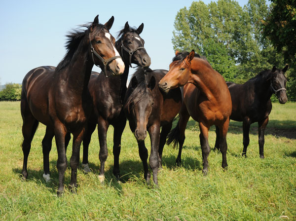 Beate Langels - Trakehner Gestt Hmelschenburg