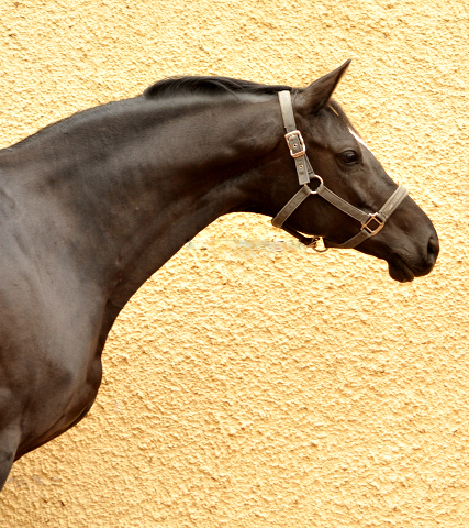 Schwalbensiegel von Kostolany u.d. Pr.,StPr. u. Elitestute Schwalbenspiel v. Exclusiv - Foto: Beate Langels - Zchter: 
Trakehner Gestt Hmelschenburg