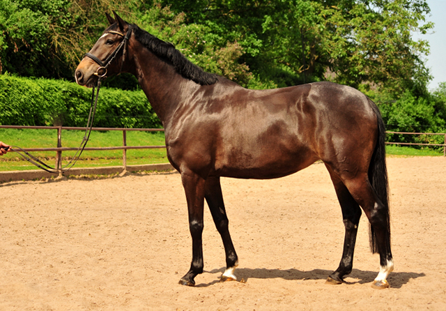 Trakehner Stute von Freudenfest u.d. Elitestute Gloriette v. Kostolany, Foto: Beate Langels