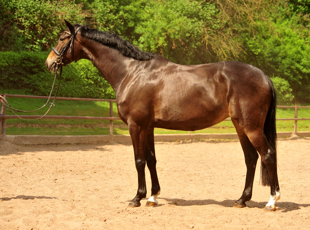 Trakehner Stute von Freudenfest u.d. Elitestute Gloriette v. Kostolany, Foto: Beate Langels