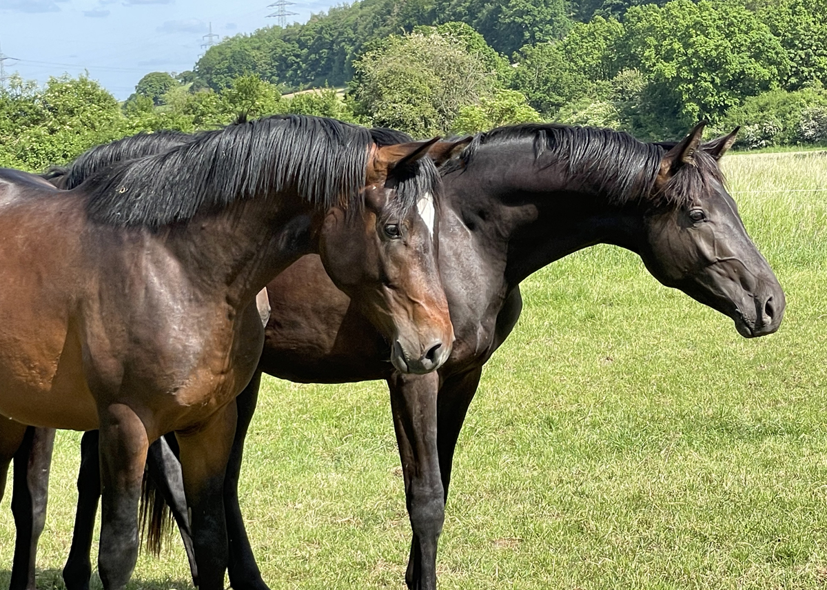 zweijhrige Hengste von High Motion, Saint Cyr und His Moment auf der Sommerweide  
 Foto: Beate Langels