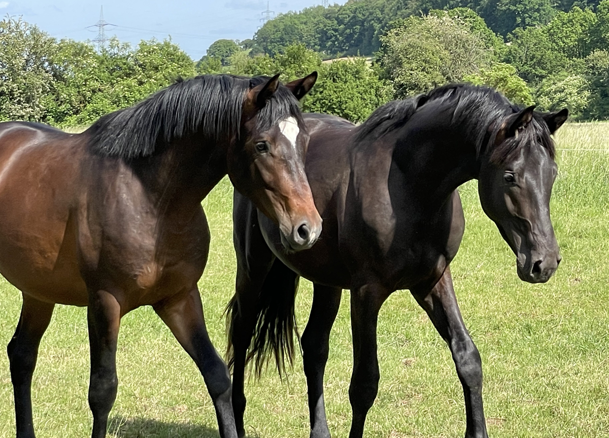 zweijhrige Hengste von High Motion, Saint Cyr und His Moment auf der Sommerweide  
 Foto: Beate Langels