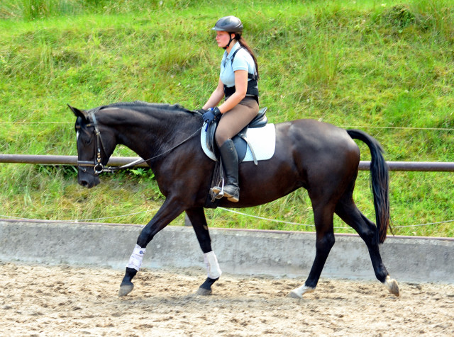 Ginger Rogers von Symont u.d. Greta Garbo v. Alter Fritz - Foto: Beate Langels, Trakehner Gestt Hmelschenburg