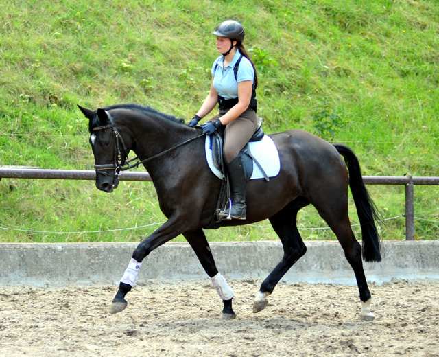 Ginger Rogers von Symont u.d. Greta Garbo v. Alter Fritz - Foto: Beate Langels, Trakehner Gestt Hmelschenburg