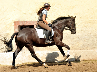 Ginger Rogers von Symont u.d. Greta Garbo v. Alter Fritz - Foto: Beate Langels, Trakehner Gestt Hmelschenburg