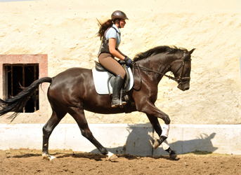 Ginger Rogers von Symont u.d. Greta Garbo v. Alter Fritz - Foto: Beate Langels, Trakehner Gestt Hmelschenburg