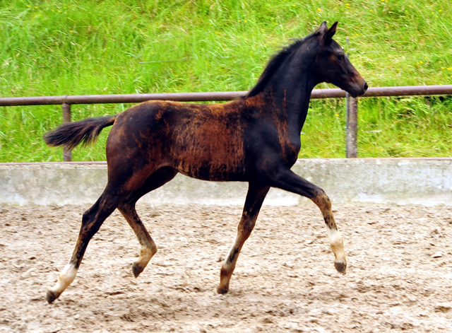 Oldenburger Stutfohlen von De Niro u.d. Schwalbendiva v. Totilas - 29. Juni 2016
 - Trakehner Gestt Hmelschenburg - Beate Langels