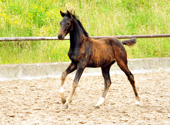 Oldenburger Stutfohlen von De Niro u.d. Schwalbendiva v. Totilas - 29. Juni 2016
 - Trakehner Gestt Hmelschenburg - Beate Langels