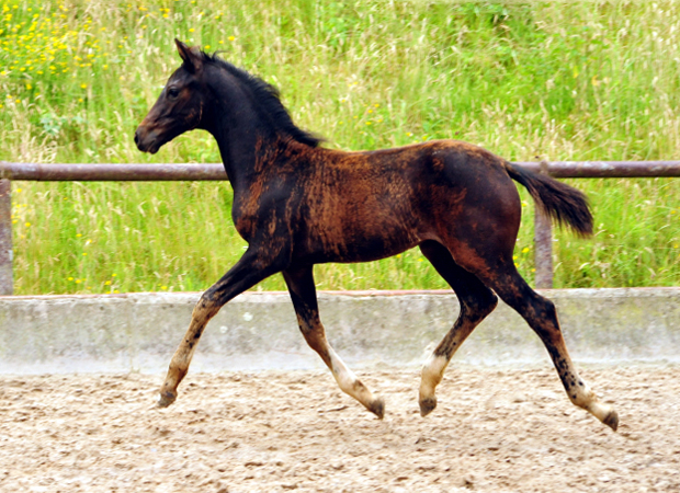 Oldenburger Stutfohlen von De Niro u.d. Schwalbendiva v. Totilas - 29. Juni 2016
 - Trakehner Gestt Hmelschenburg - Beate Langels