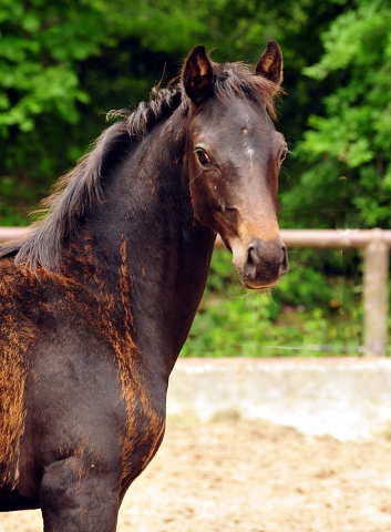 Oldenburger Stutfohlen von De Niro u.d. Schwalbendiva v. Totilas - 29. Juni 2016
 - Trakehner Gestt Hmelschenburg - Beate Langels