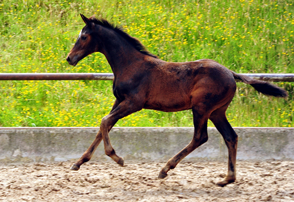 Valentine v. High Motion im Gestt Hmelschenburg - Foto: Beate Langels -  
Trakehner Gestt Hmelschenburg