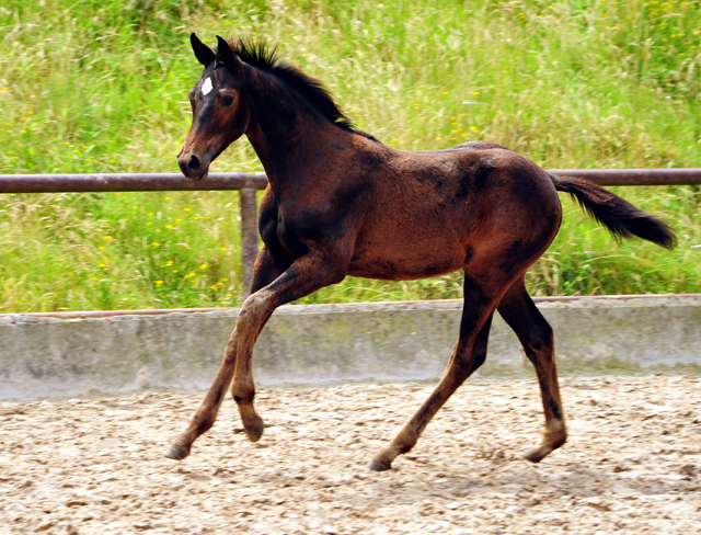 Valentine v. High Motion im Gestt Hmelschenburg - Foto: Beate Langels -  
Trakehner Gestt Hmelschenburg