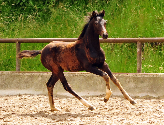 Oldenburger Stutfohlen von De Niro u.d. Schwalbendiva v. Totilas - 29. Juni 2016
 - Trakehner Gestt Hmelschenburg - Beate Langels