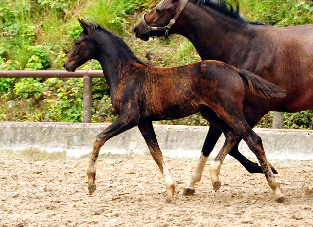 Oldenburger Stutfohlen von De Niro u.d. Schwalbendiva v. Totilas - 29. Juni 2016
 - Trakehner Gestt Hmelschenburg - Beate Langels