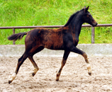 Im Juni 2016 in Hmelschenburg 2016