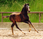 Im Juni 2016 in Hmelschenburg 2016