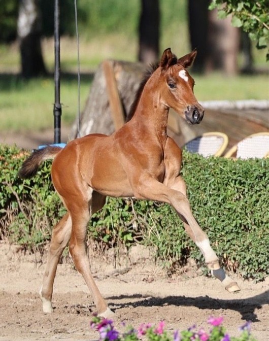 Klassic's Go von Go Magic - Trakehner Gest�t H�melschenburg - Foto Beate Langels