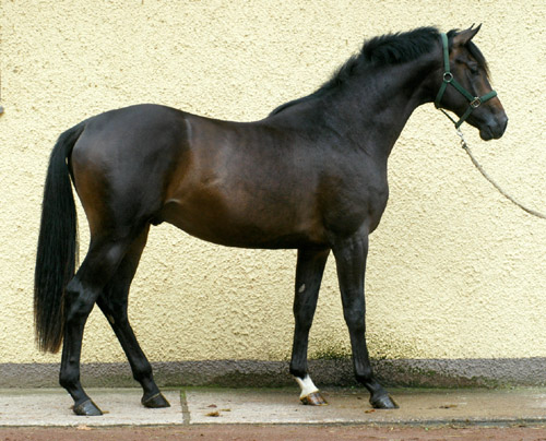 Zweijhriger Hengst von Meraldik u.d. Schwalbenflair v. Exclusiv im August 2010, Foto: Beate Langels