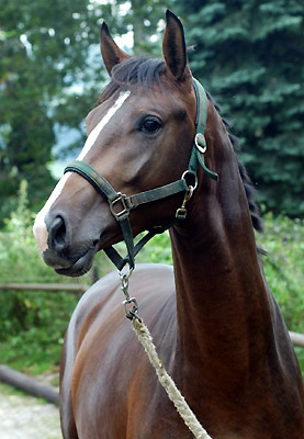 Galileo von Exclusiv u.d. Gwendolyn v. Maestro - Kostolany - Karon - Foto: Beate Langels Gestt Hmelschenburg