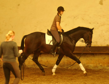 Trakehner Hengst von Exclusiv u.d. Vicenza v. Showmaster - Foto: Beate Langels, Trakehner Gestt Hmelschenburg