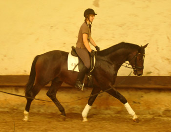 Trakehner Hengst von Exclusiv u.d. Vicenza v. Showmaster - Foto: Beate Langels, Trakehner Gestt Hmelschenburg