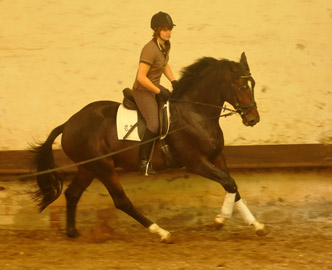Trakehner Hengst von Exclusiv u.d. Vicenza v. Showmaster - Foto: Beate Langels, Trakehner Gestt Hmelschenburg