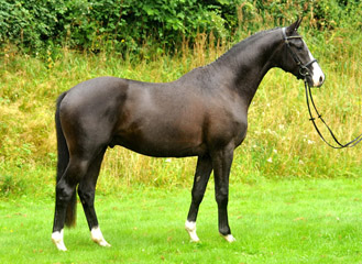 Gricault v. Shavalou u.d. Pr.St. Gracia Patricia v. Alter Fritz - im August 2012