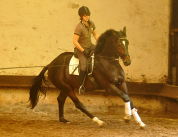 Trakehner Hengst von Exclusiv u.d. Vicenza v. Showmaster - Foto: Beate Langels, Trakehner Gestt Hmelschenburg