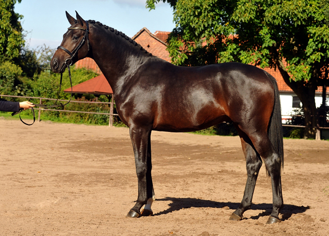 Trakehner Hengst von Saint Cyr u.d. Pr.St. Under the moon v. Easy Game - Herzkristall , Foto: Beate Langels - Trakehner Gestt Hmelschenburg