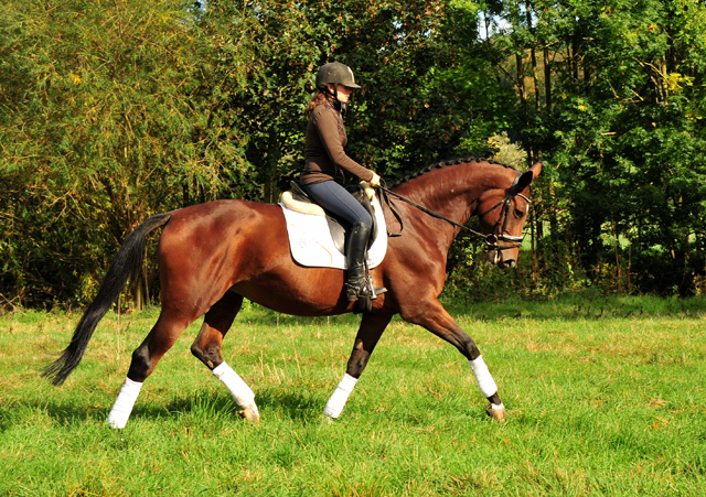 Prmienstute Schwalbenland v. Touch my Heart - Foto: Beate Langels - 
Trakehner Gestt Hmelschenburg