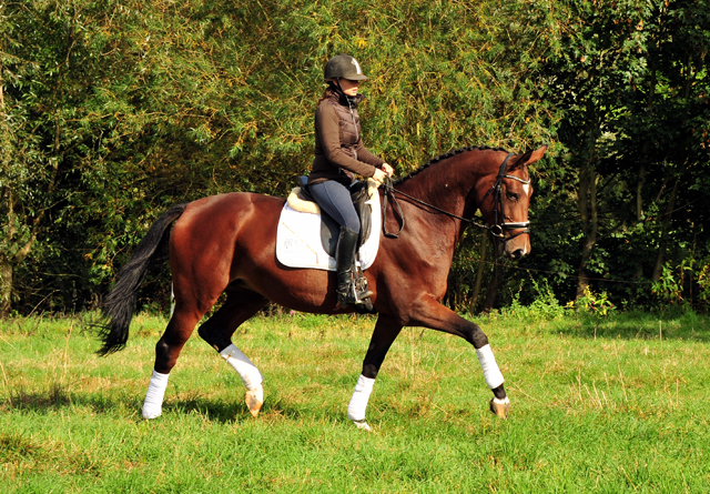 Prmienstute Schwalbenland v. Touch my Heart - Foto: Beate Langels - 
Trakehner Gestt Hmelschenburg