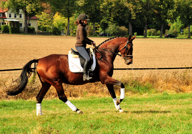 Prmienstute Schwalbenland v. Touch my Heart - Foto: Beate Langels - 
Trakehner Gestt Hmelschenburg