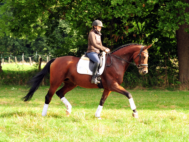 Prmienstute Schwalbenland v. Touch my Heart - Foto: Beate Langels - 
Trakehner Gestt Hmelschenburg