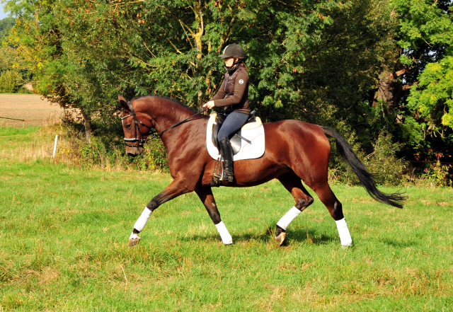 Prmienstute Schwalbenland v. Touch my Heart - Foto: Beate Langels - 
Trakehner Gestt Hmelschenburg