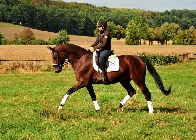 Prmienstute Schwalbenland v. Touch my Heart - Foto: Beate Langels - 
Trakehner Gestt Hmelschenburg