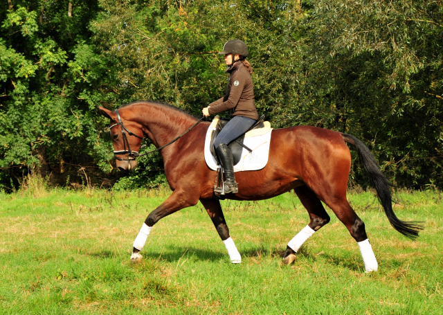 Prmienstute Schwalbenland v. Touch my Heart - Foto: Beate Langels - 
Trakehner Gestt Hmelschenburg