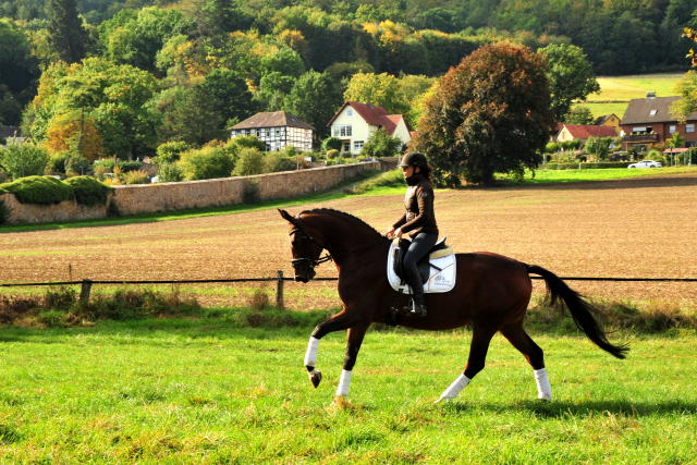 Prmienstute Schwalbenland v. Touch my Heart - Foto: Beate Langels - 
Trakehner Gestt Hmelschenburg