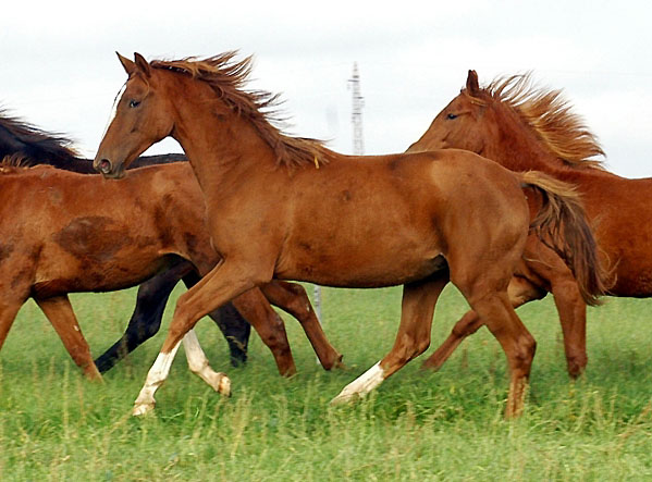 Trakehner Stute KAVALOU von Shavalou u.d. Pr.St. Kalmar v. Exclusiv - 1 Jahr alt