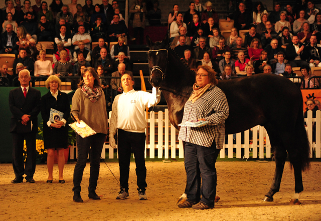 2jhriger Hengst Under and Over von Saint Cyr u.d. Pr.St. Under the moon v. Easy Game - Foto: Beate Langels - Trakehner Gestt Hmelschenburg