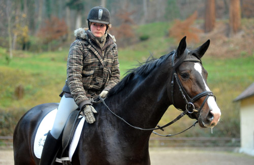 Trakehner Hengst Grand Corazn von Symont u.d. Pr.u.StPrSt. Guendalina v. Red Patrick xx - Trakehner Gestt Hmelschenburg