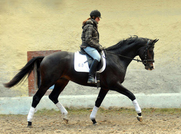 Trakehner Hengst Grand Corazn von Symont u.d. Pr.u.StPrSt. Guendalina v. Red Patrick xx - Trakehner Gestt Hmelschenburg