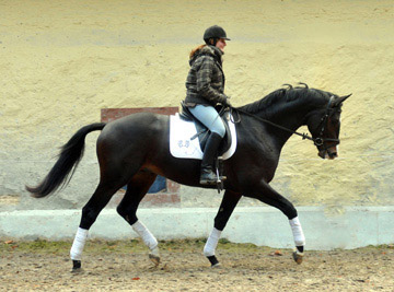 Trakehner Hengst Grand Corazn von Symont u.d. Pr.u.StPrSt. Guendalina v. Red Patrick xx - Trakehner Gestt Hmelschenburg