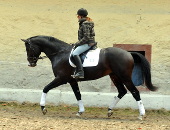 Trakehner Hengst Grand Corazn von Symont u.d. Pr.u.StPrSt. Guendalina v. Red Patrick xx - Trakehner Gestt Hmelschenburg