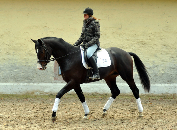 Trakehner Hengst Grand Corazn von Symont u.d. Pr.u.StPrSt. Guendalina v. Red Patrick xx - Trakehner Gestt Hmelschenburg