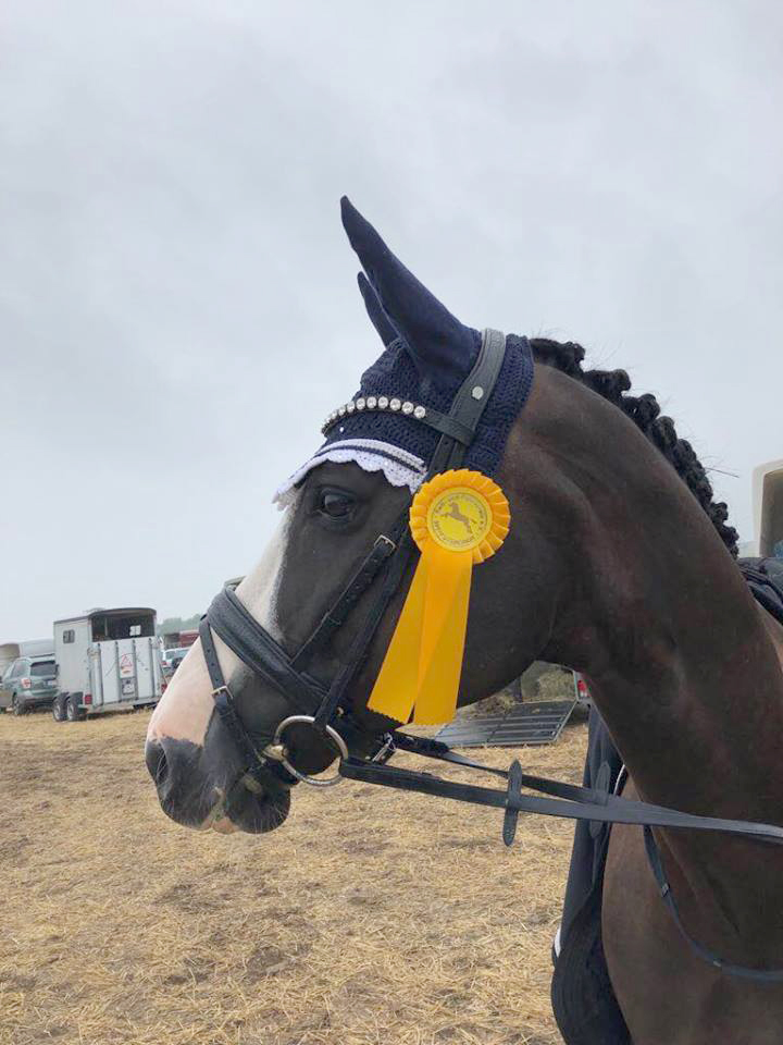 VERMENTINO - 5jhriger Trakehner von Alter Fritz u.d. Prmienstute Vittoria v. Exclusiv, Trakehner Gestt Hmelschenburg - Beate Langels